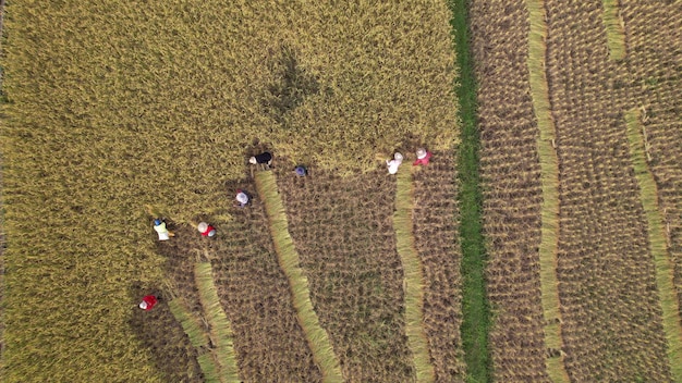 An aerial view of a large agricultural field with workers harvesting crops under the sun. The scene depicts the reliance on labor in the agricultural sector. In the background, a winding river and distant mountains.